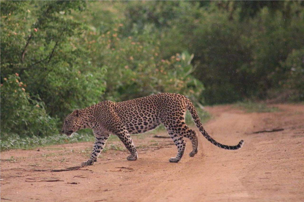 Greenwood Udawalawa Safari Resort Удавалаве Экстерьер фото