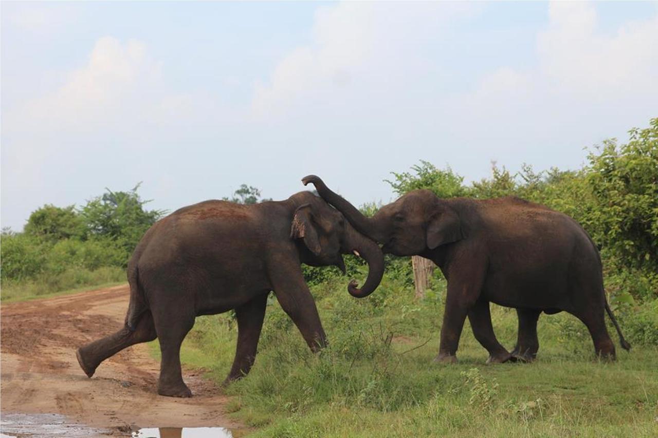 Greenwood Udawalawa Safari Resort Удавалаве Экстерьер фото
