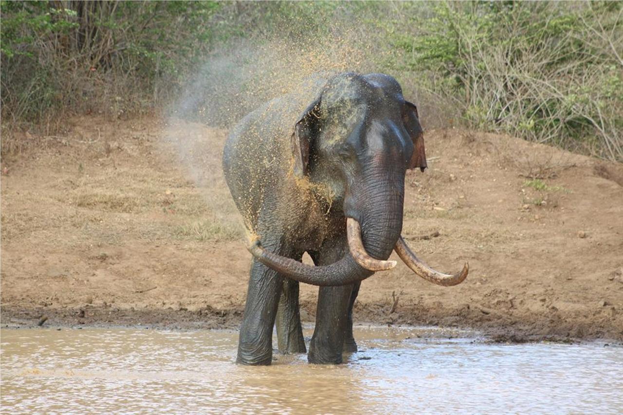 Greenwood Udawalawa Safari Resort Удавалаве Экстерьер фото