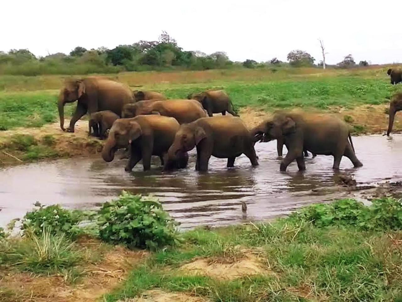 Greenwood Udawalawa Safari Resort Удавалаве Экстерьер фото